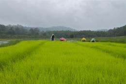 work in the fields