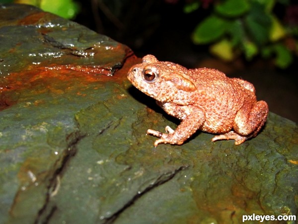 A Garden Toad