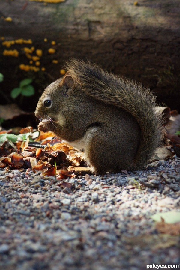 A Squirrel