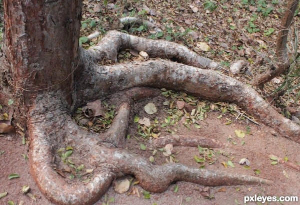 Cool Tree Root