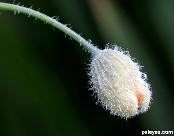 Flower Head