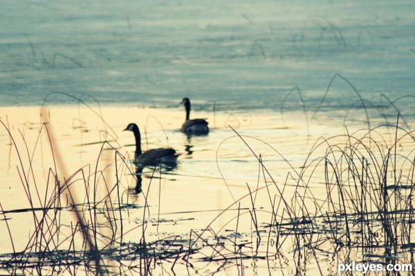 Geese on the Lake
