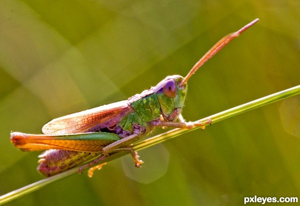 Grasshopper