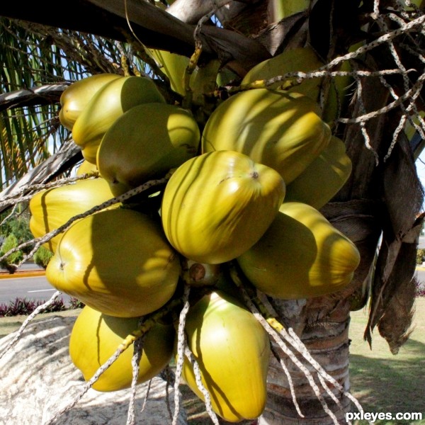 Lovely bunch of coconuts