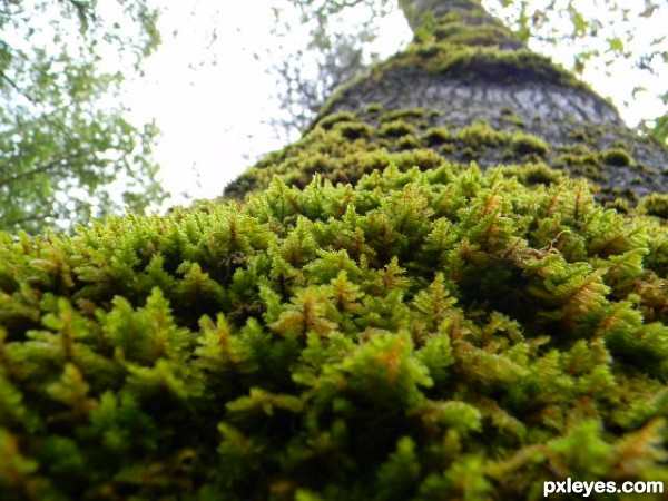 Moss Tree