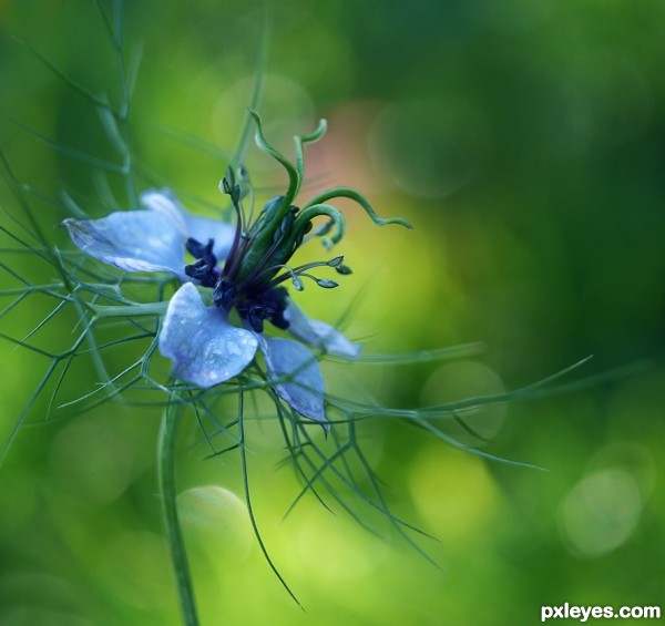 Nigella