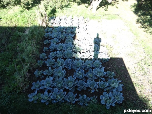 Oscar in the cabbage