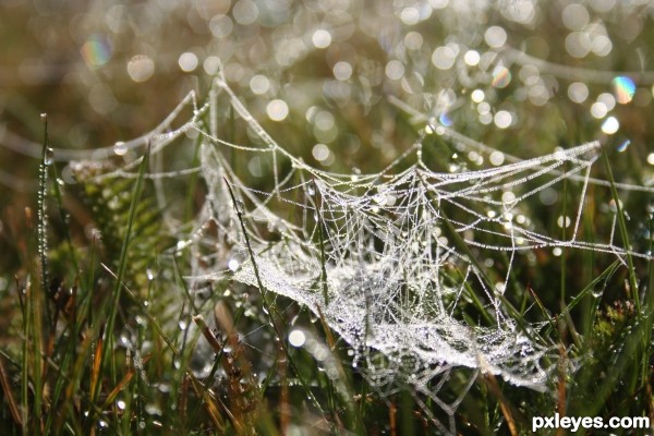 Sparkly Webs