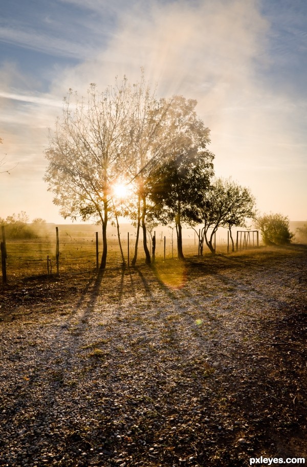 Sun, smoke and tree