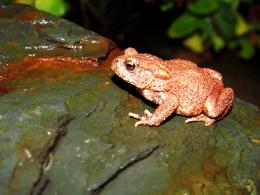 A Garden Toad