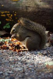 A Squirrel Picture