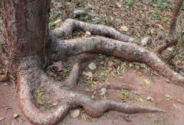 Cool Tree Root