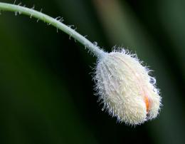 FlowerHead