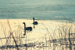 Geese on the Lake Picture