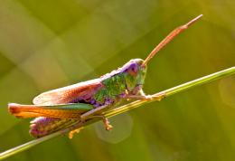 Grasshopper Picture