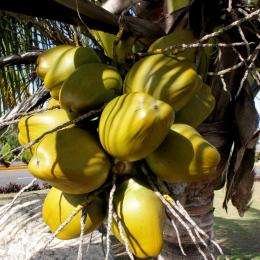 Lovely bunch of coconuts