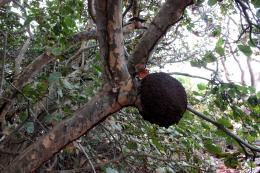 Man Hanging by arms Tree