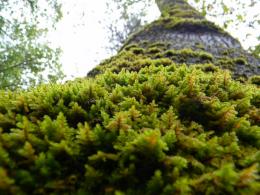 Moss Tree