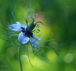 Nigella Picture