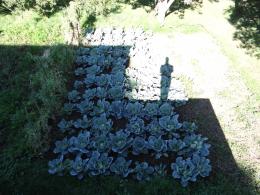 Oscar in the cabbage