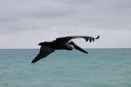 Pelican