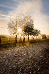 Sun, smoke and tree