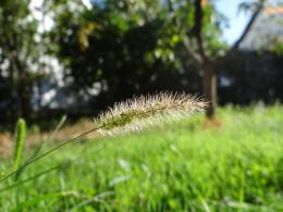 Weeds