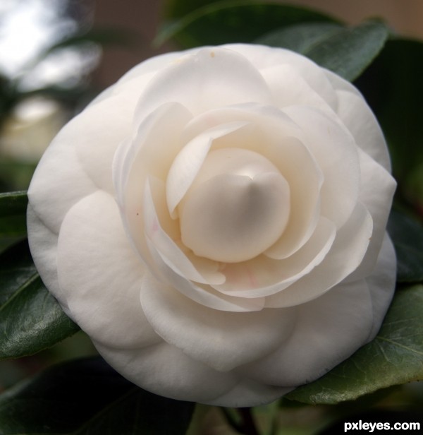 Camellia