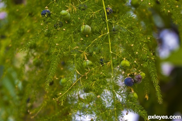 Natures Xmas Tree