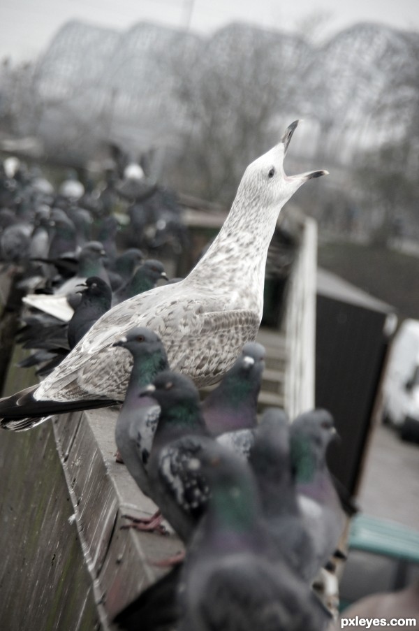 Seagull and Pigeons