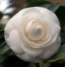 Camellia