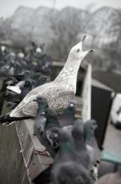 Seagull and Pigeons