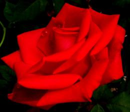 redrose