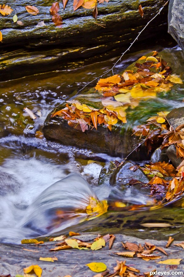 Leaf Power!