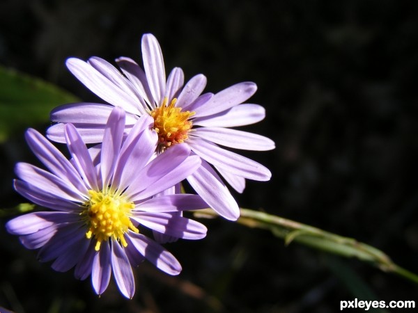 Purple Petals