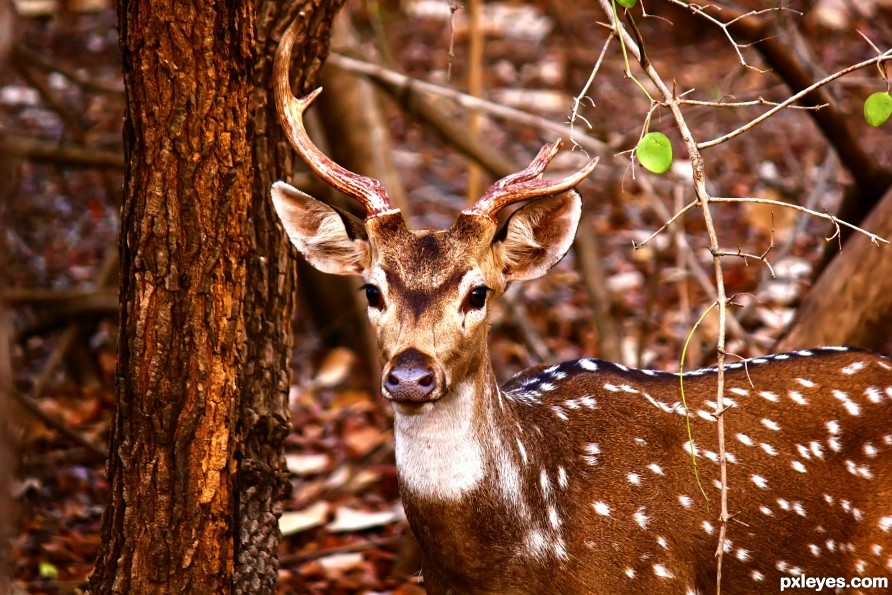 i am Nature... Keep your Self Away from me