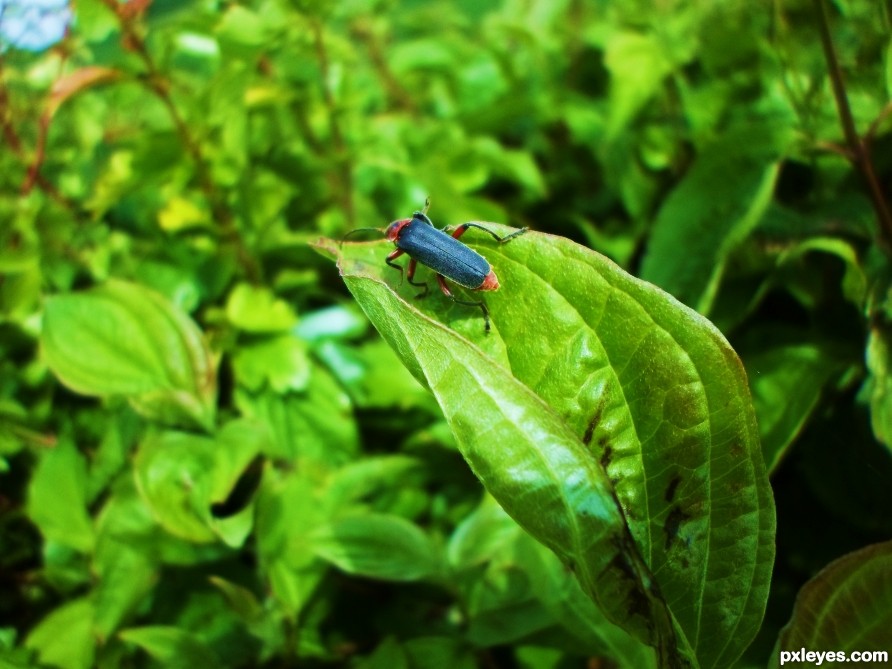 Bug on leaf