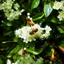 Honey Bee Picture