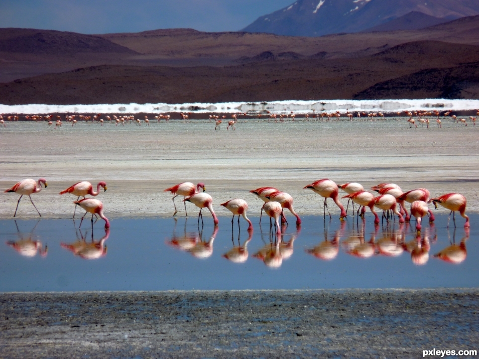 Flamingoes