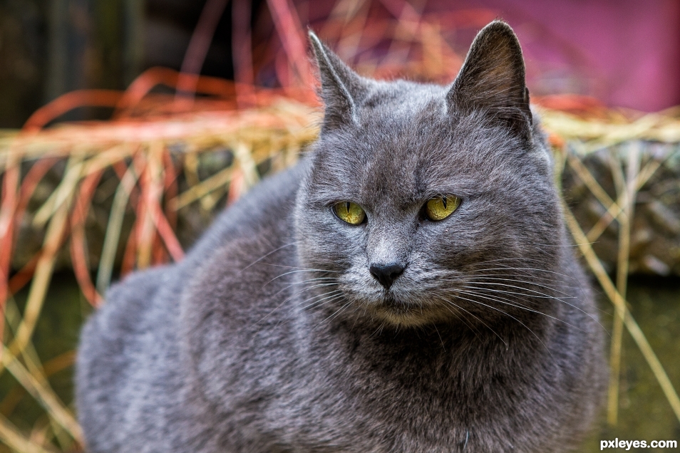 Guarding the Farm