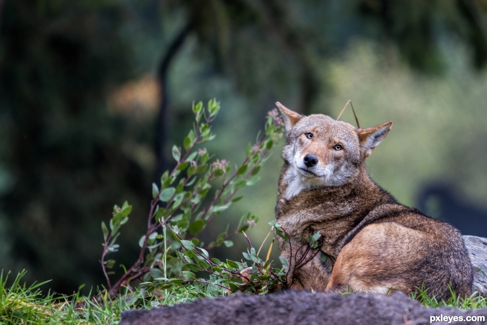 Red Wolf