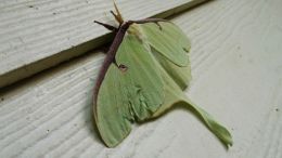 luna moth