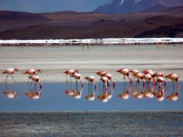 Flamingoes