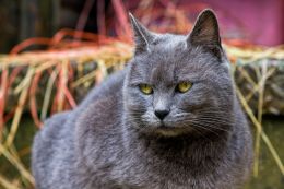 Guarding the Farm