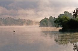 Misty Morning