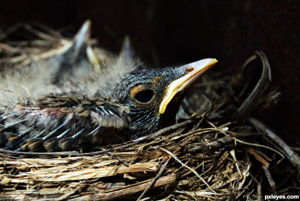 Baby robins