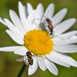 Bugs