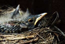 Baby robins