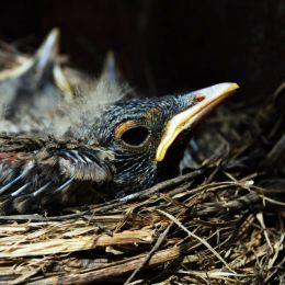 Babyrobins