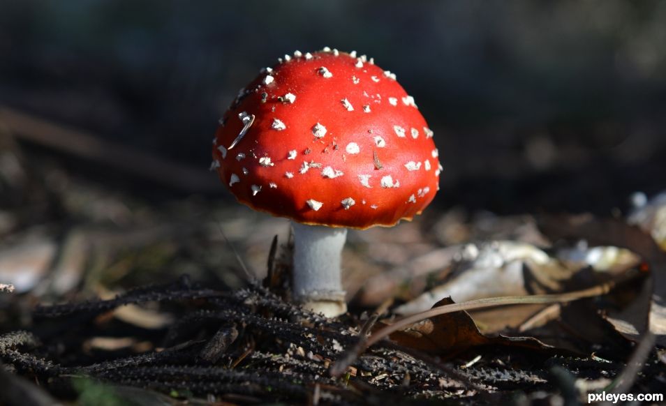 Fly agaric